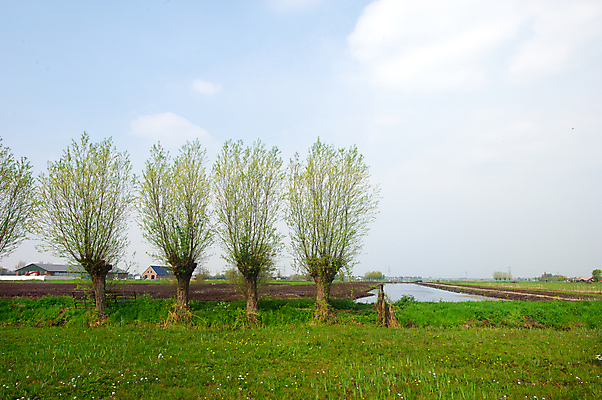 포토 JPG 해외이미지 나무 농업 자연 풍경 사람없음 강 농가 네덜란드 줄서기 수평선 해외202004 해외포토 식물 유럽 산업 모션 농장 생태계 파일형식 이미지허브