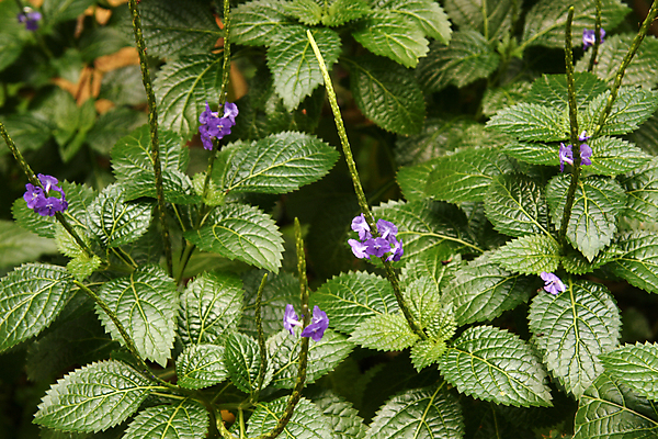포토 JPG 해외이미지 나무 식물 공원 꽃 잎 자연 사람없음 야외 초록색 정원 도시 성 내추럴 싱가폴 해외202004 해외포토 건축물 공공시설 아시아 컬러 생태계 파일형식 이미지허브