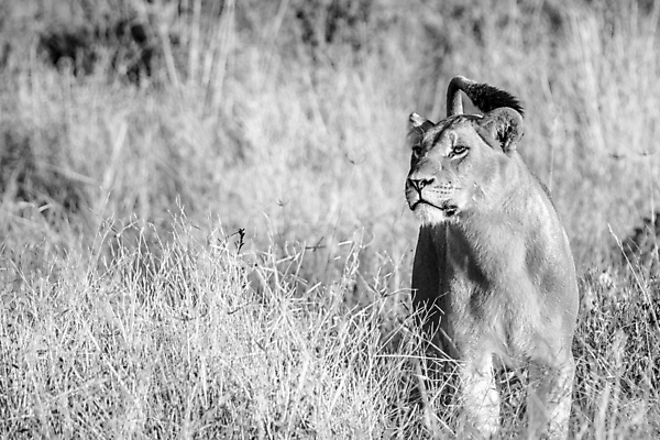 포토 JPG 해외이미지 동물 야생동물 여행 포유류 아프리카 자연 생물 털 흑백 동물원 사람없음 환경 고양이 힘 분노 황무지 위험 사자 큼 왕 모피 사파리 리더 육식동물 사냥꾼 멸종 사자자리 표범 내추럴 보츠와나 사바나 웅장함 해외202004 해외포토 직업 감정 나라 컨셉 촬영기법 반려동물 별자리 크기 생태계 파일형식 이미지허브