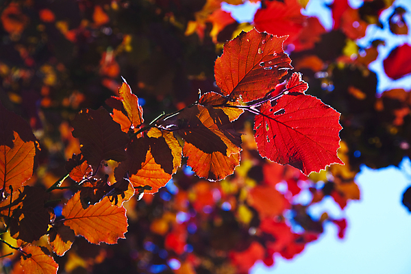 포토 JPG 해외이미지 나무 식물 계절 백그라운드 잎 자연 건강 사람없음 가로 빨간색 초록색 여름 빛 평화 우주 정원 화목 봄 활발 성장 덮개 가을 신선 묘사 원예 함선 내추럴 강렬 고립 구성 생태학 옛날 개암 세련 해외202004 해외포토 교육 열매 컬러 컨셉 배_교통 취미 뚜껑 생태계 파일형식 이미지허브