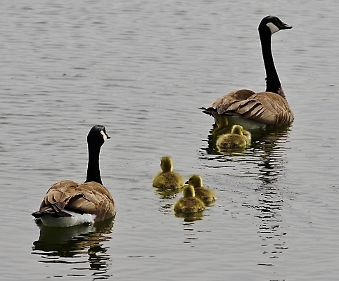 포토 JPG 해외이미지 동물 응시 야생동물 백그라운드 캐나다 조류 병아리 서기 사람없음 초록색 갈색 노란색 검은색 놀람 회색 먹기 심볼 그림 시력 엽서 거위 토론토 고립 전국 해외202004 해외포토 시선 감정 컬러 북아메리카 모션 표정 편지 파일형식 이미지허브