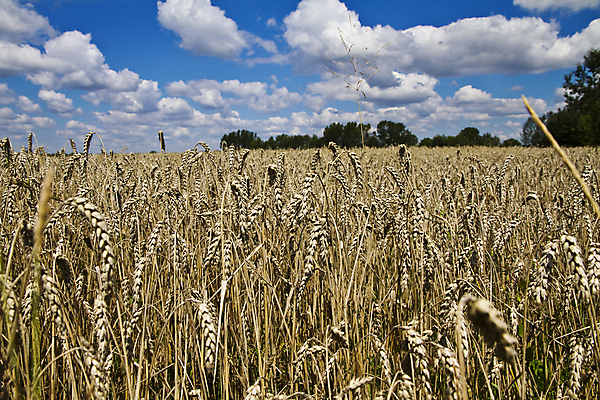 포토 JPG 해외이미지 식물 구름 계절 음식 빵 줄기 백그라운드 밭 농업 자연 하늘 날씨 건조 건강 옥수수 씨앗 풍경 사람없음 야외 여름 파란색 빛 컬러풀 태양 농장 노란색 환경 수확 성장 시골 황금 낟알 땅 시리얼 밀 귀 장면 내추럴 밭일 해외202004 해외포토 자연요소 산업 컬러 곡류 신체부위 생태계 파일형식 이미지허브
