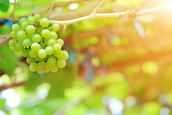 포토 JPG 해외이미지 식물 계절 산업 음식 백그라운드 잎 밭 농업 과일 자연 포도 날씨 건강 사람없음 야외 초록색 여름 컬러풀 농장 우주 환경 와인 정원 봄 수확 성장 가을 흰색 나뭇가지 신선 먹기 유기농 날것 포도밭 포도나무 발판 내추럴 숙성 양조장 해외202004 해외포토 나무 웰빙 컬러 모션 주류 과일나무 생태계 파일형식 이미지허브