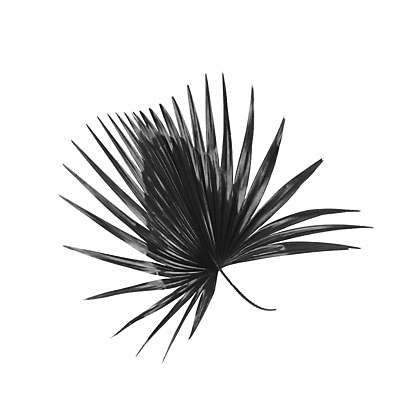 포토 JPG 해외이미지 나무 식물 아이콘 줄기 백그라운드 잎 패턴 곡선 부분 자연 숙이기 손바닥 사람없음 초록색 여름 스파 성장 흰색 나뭇가지 숲 작음 심볼 오브젝트 싱글 아치 코코넛 정맥 고립 해외202004 해외포토 손 계절 선 컬러 포즈 무늬 과일 크기 생태계 혈관 파일형식 이미지허브