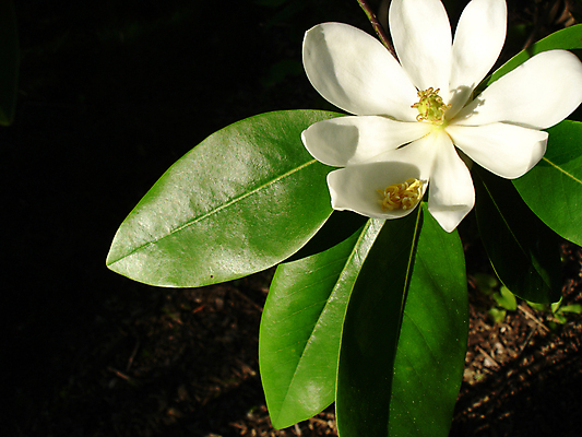 포토 JPG 해외이미지 꽃잎 꽃 잎 자연 사람없음 초록색 성장 흰색 목련 내추럴 해외202004 해외포토 식물 컬러 생태계 파일형식 이미지허브