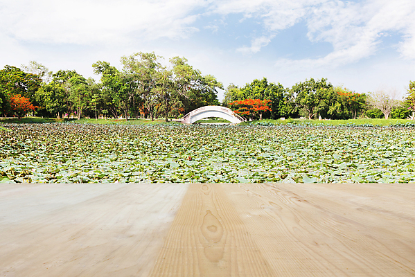 포토 JPG 해외이미지 나무 공원 백그라운드 자연 탁자 하늘 선반 사람없음 목재 빛 우주 공백 정상 소프트포커스 당구 계산대 보케 지역 해외202004 해외포토 식물 공공시설 가구 재료 촬영기법 구기 생태계 파일형식 이미지허브