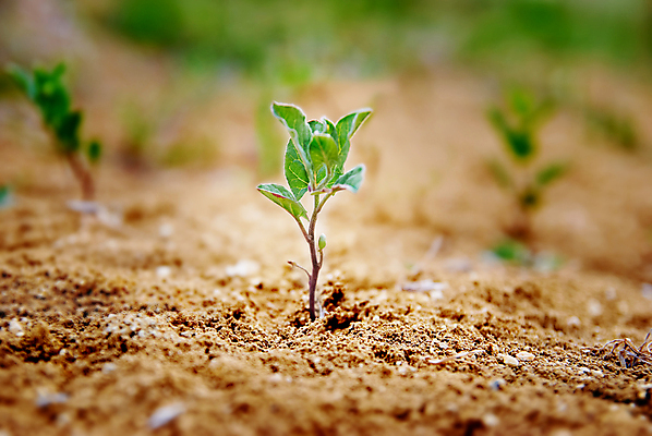 포토 JPG 해외이미지 나무 식물 1 계절 지구 백그라운드 컨셉 잎 농업 자연 새로움 건강 씨앗 사람없음 초록색 여름 갈색 새싹 환경 정원 희망 흙 봄 사막 성장 신선 작음 땅 싱글 유기농 원예 먼지 내추럴 개발 돌봄 땅바닥 모종 생태학 해외202004 해외포토 웰빙 교육 감정 산업 컬러 모션 바닥 취미 크기 생태계 파일형식 이미지허브