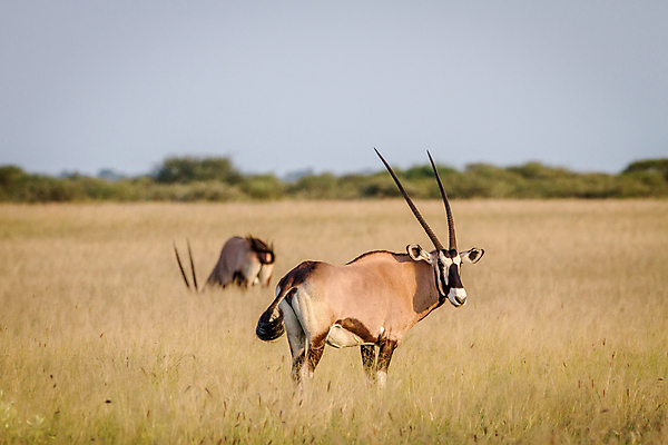 포토 JPG 해외이미지 동물 공원 야생동물 여행 포유류 아프리카 자연 초식동물 휴가 사슴 뿔 동물원 사람없음 야외 갈색 검은색 사막 흰색 황무지 보호 위험 사파리 영양 내추럴 가젤 나미비아 동물상 사바나 생태학 전국 해외202004 해외포토 공공시설 교육 나라 컬러 컨셉 조형물 생태계 남아프리카 파일형식 이미지허브