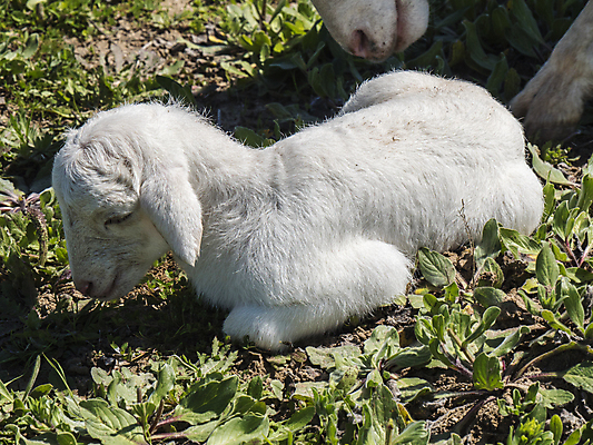 포토 JPG 해외이미지 동물 응시 계절 얼굴 밭 농업 장난 포유류 자연 엄마 새로움 털 사람없음 초록색 농장 농경지 가축 봄 흰색 시골 아기 신생아 양 소 방목 호기심 귀 양고기 내추럴 양모 결백 밭일 생태학 천진난만 해외202004 해외포토 시선 교육 감정 산업 컬러 컨셉 가족 육류 사람 신체부위 직물 축산업 생태계 파일형식 이미지허브