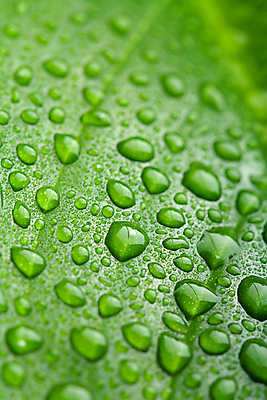 포토 JPG 해외이미지 식물 잎 자연 추상 사람없음 야외 초록색 물 농장 평화 환경 화목 젖음 흐름 성장 물방울 신선 투명 액체 떨어짐 이슬 수분 순수 유기농 질감 부드러움 샤워실 엘리먼트 해외202004 해외포토 자연요소 웰빙 컬러 컨셉 무늬 농업 감각 생태계 샤워시설 파일형식 이미지허브