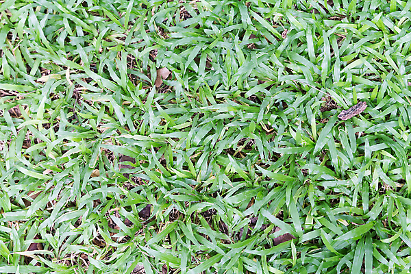 포토 JPG 해외이미지 식물 백그라운드 골프장 자연 추상 잔디 사람없음 초록색 하이앵글 환경 봄 환경보전 질감 자연백그라운드 카피스페이스 해외202004 해외포토 계절 뷰포인트 컬러 무늬 골프 스포츠시설 공백 사회이슈 생태계 파일형식 이미지허브