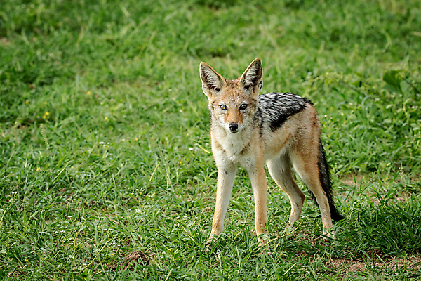 포토 JPG 해외이미지 동물 공원 야생동물 여행 포유류 아프리카 자연 사람없음 야외 검은색 황무지 개 사파리 여우 육식동물 사냥꾼 남쪽 송곳니 내추럴 나미비아 남아프리카 동물상 보츠와나 생태학 전국 칼라하리 해외202004 해외포토 직업 공공시설 교육 나라 컬러 조형물 사막 치아 방향 생태계 파일형식 이미지허브