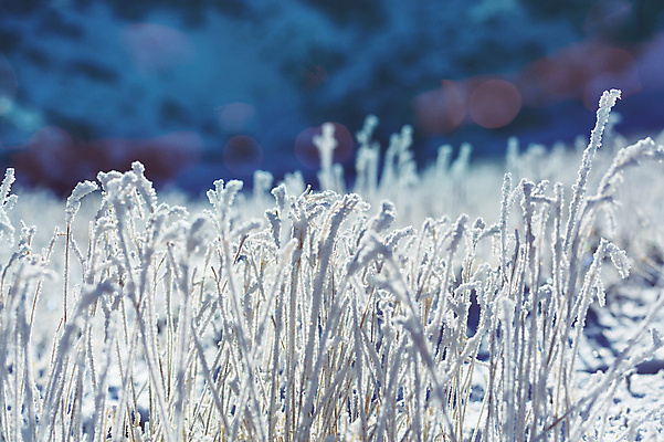 포토 JPG 해외이미지 주간 겨울 자연 사람없음 야외 아웃포커스 눈 풀 겨울풍경 해외202004 해외포토 자연요소 식물 계절 날씨 촬영기법 풍경 생태계 파일형식 이미지허브