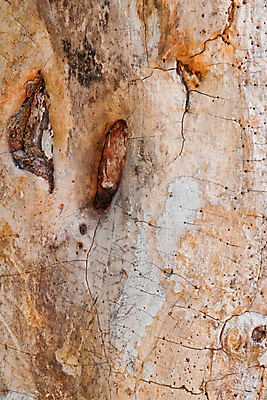 포토 JPG 해외이미지 모양 나무 식물 공원 줄기 낙엽 자연 날씨 추상 건조 골격 서기 사람없음 야외 목재 세로 갈색 노란색 환경 맑음 손상 슬픔 가을 나뭇가지 죽음 막대기 황무지 좌절 고독 숲 큼 무서움 나무껍질 가뭄 내추럴 나쁜 벌거벗은 수목 썩음 옛날 해외202004 해외포토 계절 공공시설 감정 컬러 컨셉 잎 무늬 재료 모션 껍질 크기 생태계 파일형식 이미지허브