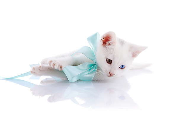 포토 JPG 해외이미지 동물 척추동물 장난 포유류 자연 수염 털 사람없음 반려동물 농장 고양이 줄무늬 우정 흰색 아기 작음 오브젝트 호기심 꼬리 귀 육식동물 얼룩무늬 솜털 수의사 집게발 해외202004 해외포토 감정 컬러 컨셉 무늬 농업 사람 신체부위 친구 의사 크기 생태계 파일형식 이미지허브