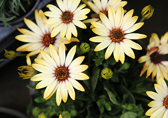 포토 JPG 해외이미지 식물 디자인 꽃잎 꽃 분홍색 결혼 백그라운드 꽃무늬 패턴 자연 문구용품 3 사람없음 우주 정원 보라색 봄 벚꽃 흰색 신선 개화 모서리 닫기 원예 데이지 엽서 초대 내추럴 고립 엘리먼트 카피스페이스 해외202004 해외포토 계절 컬러 무늬 모션 이벤트 취미 공백 편지 오브젝트 생태계 파일형식 이미지허브