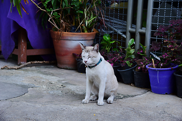 포토 JPG 해외이미지 동물 1 포유류 털 앉기 사람없음 반려동물 고양이 잠 작음 솜털 해외202004 해외포토 모션 크기 파일형식 이미지허브