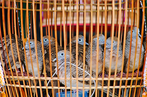 포토 JPG 해외이미지 모양 동물 디자인 야생동물 분홍색 날개 일러스트 자연 조류 주택 매달리기 사람없음 그래픽 장식 금속 검은색 수확 흰색 하트 우아함 스케치 수집 감옥 그림 복고 초대 철사 새장 엘리먼트 스타일 많음 방식 해외202004 해외포토 컬러 컨셉 농업 모션 재질 미술 건물 생태계 케이지 파일형식 이미지허브