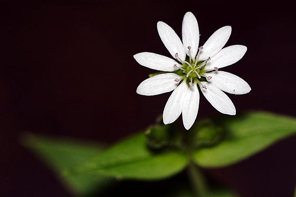 포토 JPG 해외이미지 식물 꽃잎 꽃 백그라운드 자연 사람없음 초록색 여름 장미 검은색 봄 벚꽃 흰색 닫기 질감 내추럴 고립 아네모네 해외202004 해외포토 계절 컬러 모션 생태계 파일형식 이미지허브
