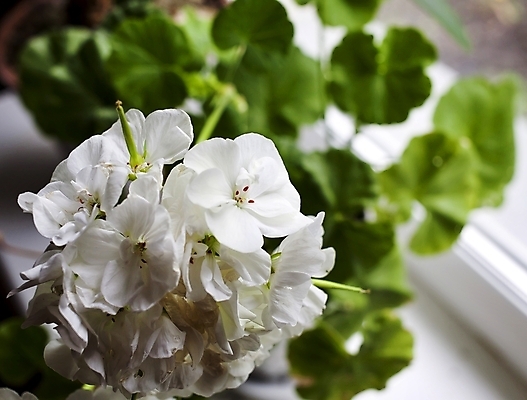 포토 JPG 해외이미지 식물 전통 꽃 화초 잎 꽃무늬 창문 자연 휴가 주택 실내 사람없음 내부 장식 초록색 성장 벚꽃 흰색 신선 개화 냄비 내추럴 제라늄 해외202004 해외포토 컬러 무늬 건물 솥 생태계 파일형식 이미지허브
