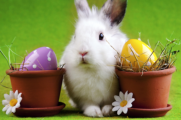 포토 JPG 해외이미지 동물 컨셉 자연 탁자 휴가 털 사람없음 초록색 반려동물 컬러풀 치킨 봄 활발 토끼 그리기 달콤 모피 자르기 데이지 부활절계란 귀 부드러움 해외202004 해외포토 계절 꽃 컬러 가구 포유류 모션 부활절 신체부위 계란 감각 맛 생태계 닭고기요리 파일형식 이미지허브