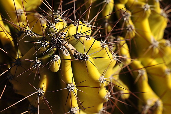 포토 JPG 해외이미지 모양 식물 꽃 지구 백그라운드 컨셉 잎 패턴 자연 선인장 건조 건강 사람없음 장식 빨간색 초록색 물 정원 사막 성장 못 뜨거움 원형 거친 황금 매끈함 소프트포커스 위험 척추 순수 묘사 날카로움 리빙 내추럴 해외202004 해외포토 자연요소 도형 컬러 무늬 뼈 촬영기법 공구 감각 생태계 파일형식 이미지허브