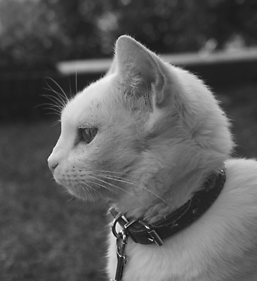 포토 JPG 해외이미지 동물 얼굴 사람없음 야외 반려동물 고양이 소리 흰색 귀 부드러움 솜털 동반자 해외202004 해외포토 컬러 포유류 신체부위 감각 파일형식 이미지허브