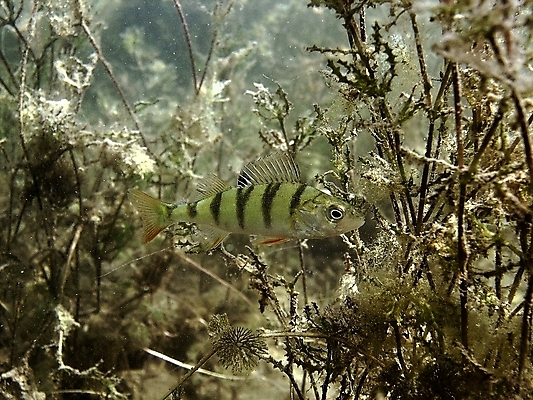 포토 JPG 해외이미지 식물 동물 야생동물 잎 자연 어류 앉기 사람없음 초록색 물 사진촬영 수중 스노클링 잠수함 동물상 민물 해외202004 해외포토 자연요소 컬러 모션 조형물 촬영 수중동물 수상스포츠 생태계 파일형식 이미지허브