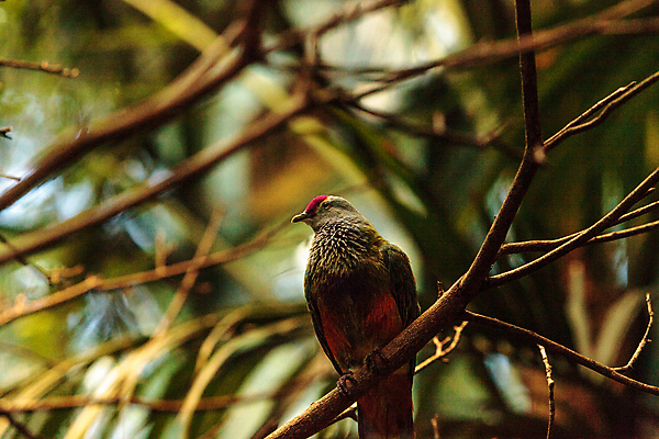 포토 JPG 해외이미지 야생동물 조류 사람없음 컬러풀 깃털 비둘기 해외202004 해외포토 동물 컬러 파일형식 이미지허브