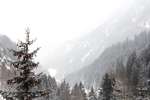 포토 JPG 해외이미지 나무 구름 계절 공원 여행 백그라운드 크리스마스 겨울 자연 하늘 아침 동화 날씨 휴가 산 풍경 사람없음 야외 목재 햇빛 일출 환경 냉동 얼음 추위 덮개 흰색 오스트리아 숲 서리 알프스 전나무 내추럴 산악지대 폭설 눈내림 해외202004 해외포토 주간 자연요소 식물 공공시설 기념일 유럽 컬러 재료 눈_날씨 태양 노을 뚜껑 자연재해 생태계 파일형식 이미지허브