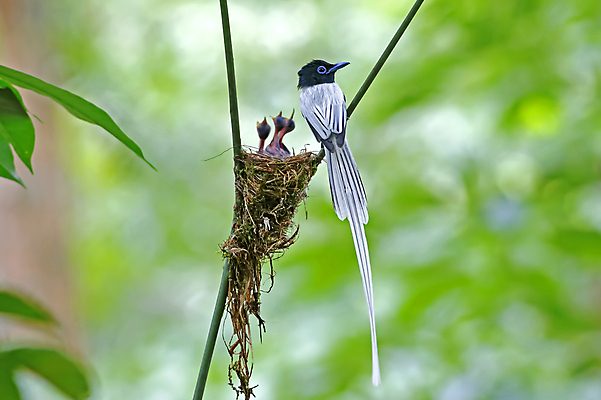 포토 JPG 해외이미지 나무 동물 여자 남자 아시아 얼굴 야생동물 백그라운드 날개 태국 자연 조류 사람없음 야외 목재 가로 초록색 컬러풀 머리 환경 흰색 나뭇가지 아기 막대기 닫기 둥지 숲 깃털 꼬리 부리 서식지 생태학 파라다이스 해외202004 해외포토 식물 교육 나라 컬러 재료 모션 사람 신체부위 생태계 파일형식 이미지허브