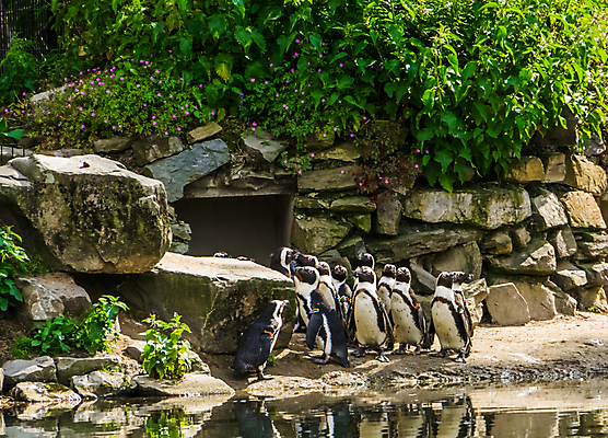 포토 JPG 해외이미지 동물 바다 분홍색 섬 가족 발 아프리카 조류 동물원 종류 서기 사람없음 옆모습 물 반려동물 검은색 흰색 그룹 펭귄 멸종 식민지 이국적 해외202004 해외포토 자연요소 나라 뷰포인트 컬러 관계 모션 신체부위 파일형식 이미지허브