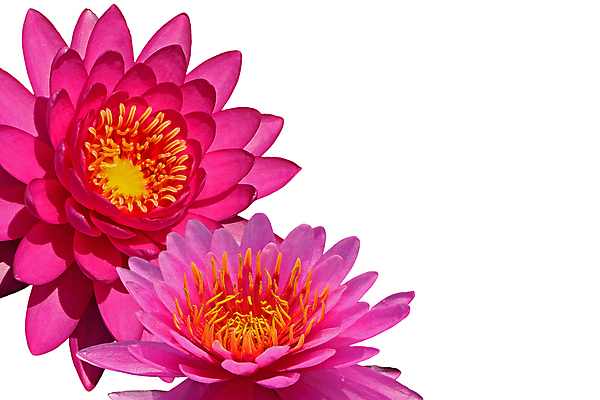 포토 JPG 해외이미지 식물 공원 꽃잎 꽃 호수 음식 분홍색 백그라운드 잎 꽃무늬 자연 연꽃 사랑 사람없음 야외 장식 빨간색 초록색 물 여름 빛 컬러풀 정원 보라색 스파 봄 벚꽃 연못 신선 개화 숲 백합 당구 꽃가루 내추럴 해외202004 해외포토 자연요소 계절 공공시설 감정 컬러 무늬 구기 가루 생태계 파일형식 이미지허브