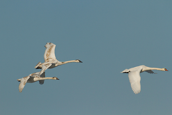 포토 JPG 해외이미지 주간 하늘 세마리 사람없음 비행 백조 해외202004 해외포토 자연요소 조류 3 파일형식 이미지허브