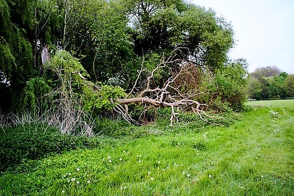 포토 JPG 해외이미지 나무 공원 자연 사람없음 야외 숲 위험 깨짐 해외202004 해외포토 식물 공공시설 컨셉 생태계 파일형식 이미지허브