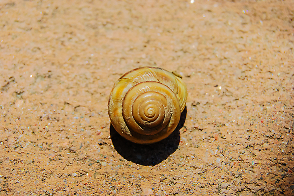 포토 JPG 해외이미지 모양 동물 1 디자인 음식 바다 섬 백그라운드 이동 자연 조개 생물 연체동물 나선형 갑각류 사람없음 정원 껍질 흰색 스노클링 닫기 소라 오브젝트 달팽이 수족관 느림 선사시대 원시시대 숨김 고립 앵무조개 칼슘 해외202004 해외포토 컬러 컨셉 무늬 모션 어패류 무척추동물 수상스포츠 역사 생태계 파일형식 이미지허브