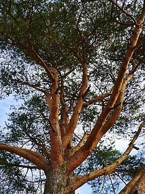 포토 JPG 해외이미지 나무 식물 응시 유럽 백그라운드 올림픽 잎 오렌지 하늘 풍경 사람없음 야외 초록색 여름 파란색 빛 강 컬러풀 환경 미국 폭포 젖음 광선 가을 바위 개울 연기 숲 오솔길 두루마리 아래 유기농 부드러움 모음 되감기 삼림지대 해외202004 해외포토 웰빙 시선 계절 나라 길 스포츠 컬러 북아메리카 과일 자연 돌_바위 감각 방향 위치 파일형식 이미지허브