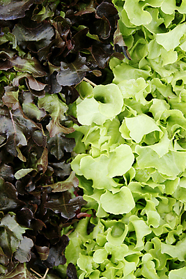 포토 JPG 해외이미지 식물 음식 백그라운드 잎 채소 재료 자연 건강 사람없음 초록색 여름 컬러풀 정원 보라색 활발 샐러드 신선 맛 상추 먹기 유기농 질감 날것 해외202004 해외포토 웰빙 계절 컬러 컨셉 모션 생태계 파일형식 이미지허브