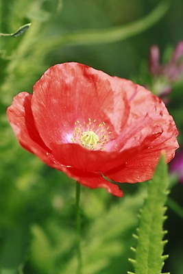 포토 JPG 해외이미지 식물 꽃잎 꽃 잎 패턴 밭 사람없음 빨간색 초록색 여름 정원 침묵 들꽃 벚꽃 신선 데이지 양귀비 내추럴 해외202004 해외포토 계절 컬러 무늬 농업 소리 파일형식 이미지허브