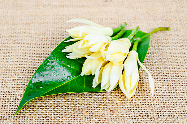 포토 JPG 해외이미지 식물 디자인 계절 꽃잎 꽃 아시아 백그라운드 잎 꽃무늬 태국 자연 휴식 동양인 사람없음 여름 컬러풀 노란색 환경 정원 스파 봄 벚꽃 흰색 신선 향기 냄새 아로마 꽃가루 내추럴 해외202004 해외포토 나라 컬러 컨셉 무늬 인종 가루 생태계 파일형식 이미지허브