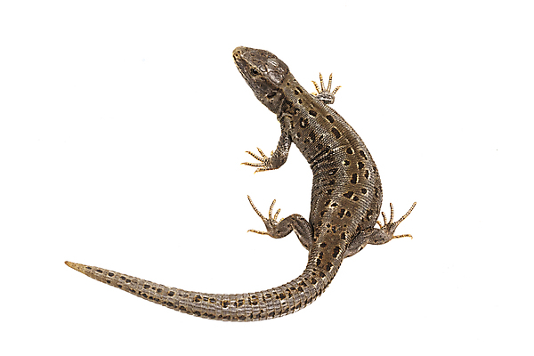 포토 JPG 해외이미지 동물 야생동물 파충류 자연 사람없음 갈색 흰색 용 작음 꼬리 도마뱀 고립 해외202004 해외포토 컬러 크기 생태계 파일형식 이미지허브