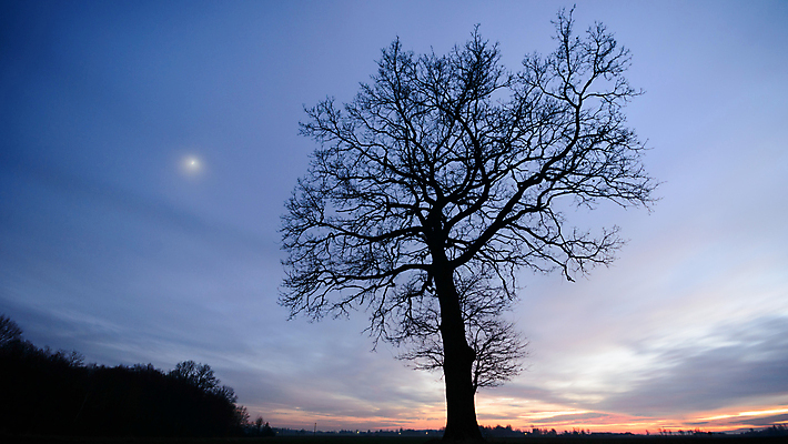 포토 JPG 해외이미지 나무 식물 구름 1 계절 백그라운드 잎 밭 자연 하늘 풍경 사람없음 목재 초록색 여름 파란색 평화 우주 환경 봄 성장 흰색 나뭇가지 시골 고독 숲 큼 땅 싱글 내추럴 고립 옛날 혼자 해외202004 해외포토 자연요소 감정 컬러 컨셉 농업 재료 크기 생태계 파일형식 이미지허브