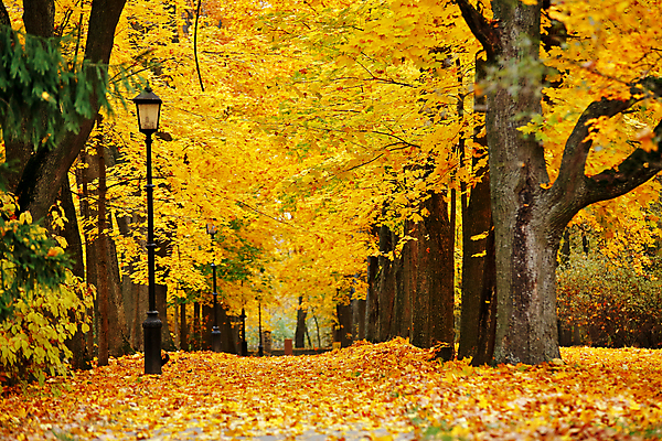 포토 JPG 해외이미지 나무 공원 도로 백그라운드 단풍 잎 벤치 자연 풍경 사람없음 야외 빛 햇빛 가을 등불 램프 숲 오솔길 10월 벨로루시 해외202004 해외포토 식물 계절 공공시설 길 의자 교통시설 조명 태양 날짜 생태계 파일형식 이미지허브