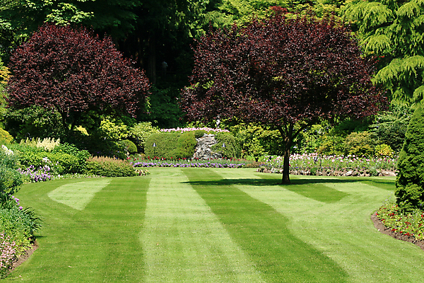 포토 JPG 해외이미지 나무 섬 캐나다 밭 영국 사람없음 정원 콜롬비아 벤쿠버 해외202004 해외포토 식물 유럽 북아메리카 농업 남아메리카 파일형식 이미지허브