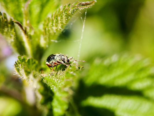 포토 JPG 해외이미지 식물 동물 영어 꽃 곤충 백그라운드 잎 농업 자연 성인 사람없음 야외 초록색 정원 흰색 확대 해충 벌레 위험 작음 묘사 원예 생물학 보리 고립 디테일 해외202004 해외포토 문자 교육 산업 컬러 컨셉 곡류 사람 취미 크기 생태계 파일형식 이미지허브