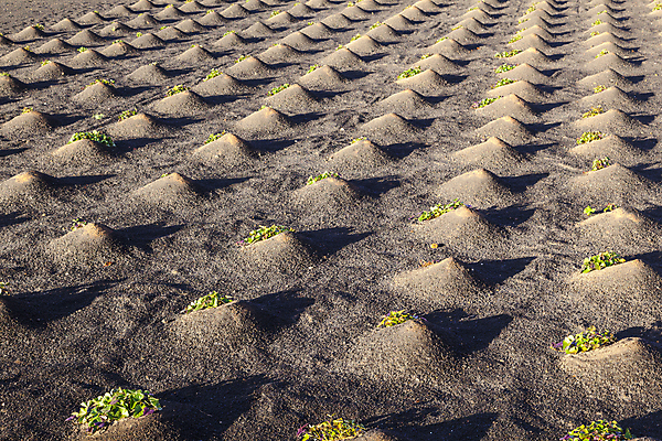 포토 JPG 해외이미지 식물 전통 음식 패턴 밭 농업 토마토 채소 아프리카 아침 아이디어 건조 씨앗 풍경 사람없음 물 농장 검은색 흙 샐러드 젖음 성장 시골 업무 작업 농부 가난 묘사 언덕 화산 밭일 재 생존 부족함 해외202004 해외포토 주간 자연요소 직업 나라 산업 컬러 컨셉 무늬 산 파일형식 이미지허브