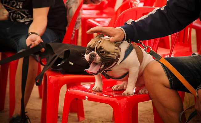 포토 JPG 해외이미지 동물 1 응시 행복 새끼 백그라운드 포유류 자연 사랑 사람 앉기 사람없음 반려동물 갈색 머리 귀여움 검은색 우정 흰색 잠 뜨거움 개 달콤 강아지 작음 귀 슛 불독 송곳니 프랑스어 고립 기르기 유래 해외202004 해외포토 문자 시선 감정 컬러 컨셉 모션 신체부위 친구 맛 치아 크기 생태계 돌봄 파일형식 이미지허브