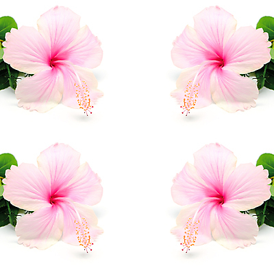 포토 JPG 해외이미지 꽃잎 꽃 분홍색 꽃무늬 자연 휴식 건강 사람없음 장식 여름 활발 벚꽃 신선 개화 허브 관목 하와이 초대 환영 남쪽 꽃수술 아열대 이국적 전국 하와이인 히비스커스 알로하 해외202004 해외포토 외국인 나무 식물 계절 컬러 컨셉 무늬 미국 인사 방향 생태계 파일형식 이미지허브