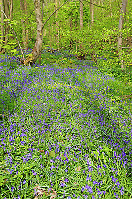 포토 JPG 해외이미지 나무 꽃 자연 풍경 사람없음 목재 초록색 파란색 봄 카펫 들꽃 프랑스 시골 신선 숲 내추럴 노르망디 블루벨 삼림지대 해외202004 해외포토 식물 계절 유럽 컬러 재료 생태계 파일형식 이미지허브