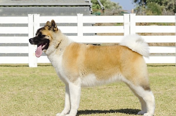 포토 JPG 해외이미지 동물 응시 공원 행복 장난 포유류 털 건강 서기 경비 잔디 사람없음 야외 옆모습 반려동물 달리기 갈색 믿음 일본 가축 힘 활발 코트 표현 작업 용기 개 혀 꼬리 사냥 송곳니 추적 경보 기르기 더블 동반자 복종 신앙심 아기사슴 유래 지능 충실 힘찬 해외202004 해외포토 식물 그릇 시선 공공시설 감정 아시아 새끼 뷰포인트 컬러 컨셉 모션 사슴 안전 외투 입 치아 보호 돌봄 파일형식 이미지허브